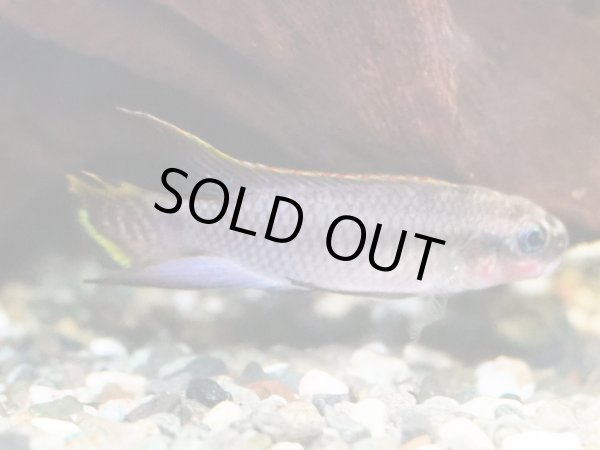 画像5: ペルヴィカクロミス タエニアータス ナイジェリアレッド 1ペア EUブリード (5)