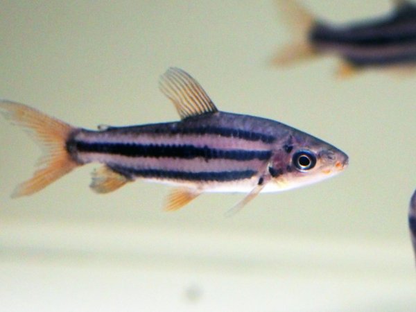 画像2: レポリヌス アルカス(7cm±)ブリード★ (2)