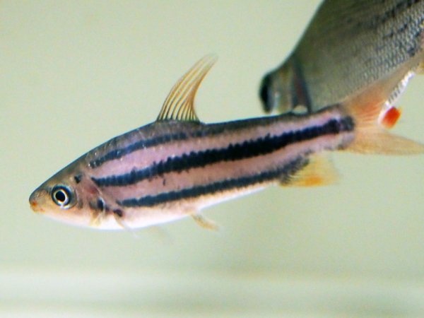 画像3: レポリヌス アルカス(7cm±)ブリード★ (3)