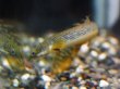 画像2: ポリプテルス パルマスポーリー(6cm±)ブリード (2)