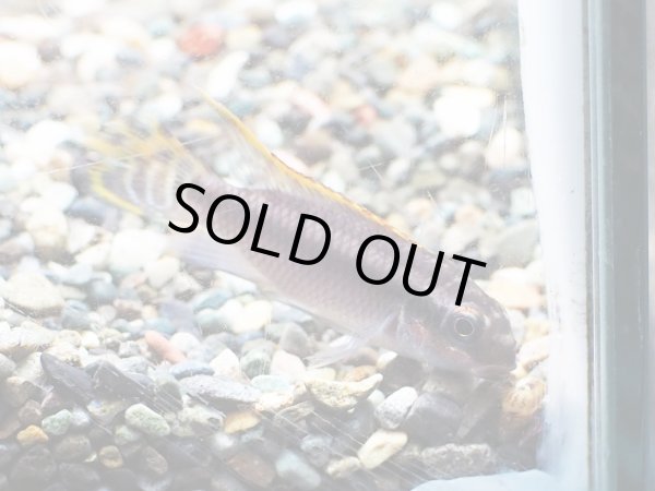 画像2: ペルヴィカクロミス タエニアータス ナイジェリアレッド 1ペア EUブリード (2)