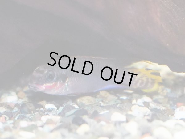 画像3: ペルヴィカクロミス タエニアータス ナイジェリアレッド 1ペア EUブリード (3)