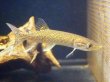 画像2: アフリカンパイクカラシン(13cm±)WILDナイジェリア★ (2)