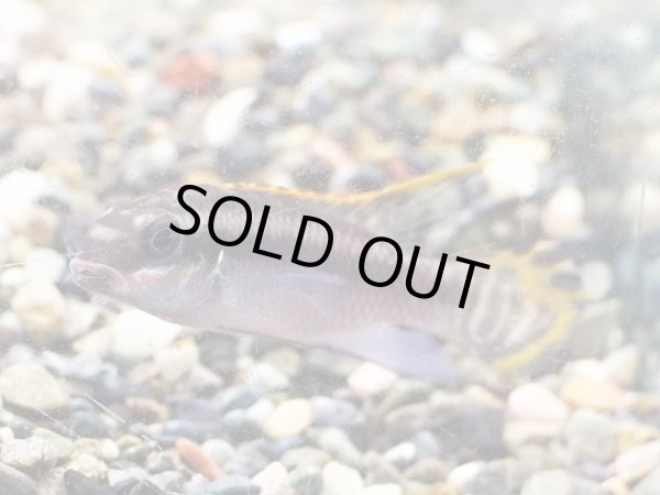 画像1: ペルヴィカクロミス タエニアータス ナイジェリアレッド 1ペア EUブリード (1)