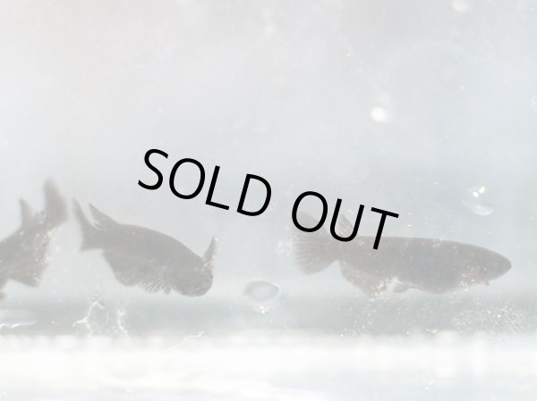 画像2: オロチメダカ 1ペア (2)