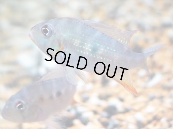 画像2: アカリクティスヘッケリー(8cm±)ブリード (2)