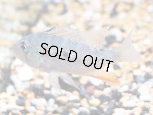 画像3: アカリクティスヘッケリー(8cm±)ブリード (3)