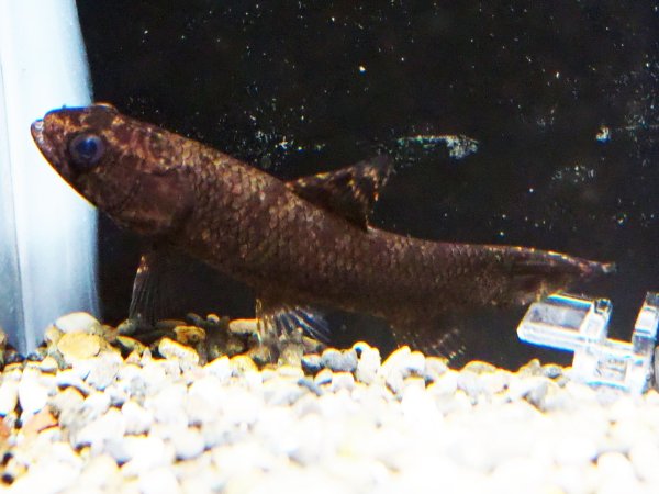 画像1: ブラックタライロン(9cm±)WILDアタバポ川 (1)