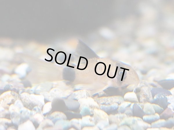 画像1: コリドラス パンダ ロングフィン (1)