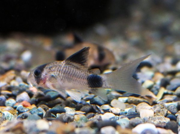 画像3: コリドラス パンダ ロングフィン (3)