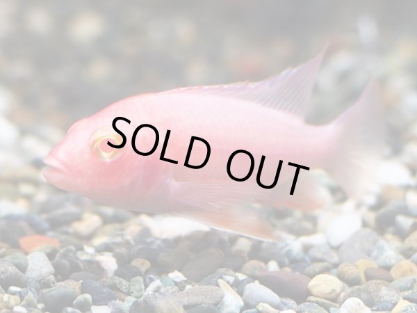 画像2: アルビノストロベリーピーコックシクリッド(7cm±) (2)