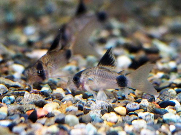 画像4: コリドラス パンダ ロングフィン (4)