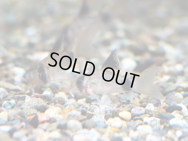 画像4: コリドラス パンダ ロングフィン (4)