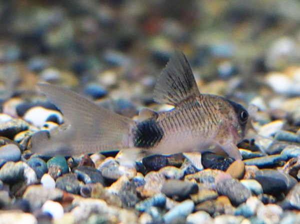 画像2: コリドラス パンダ ロングフィン (2)