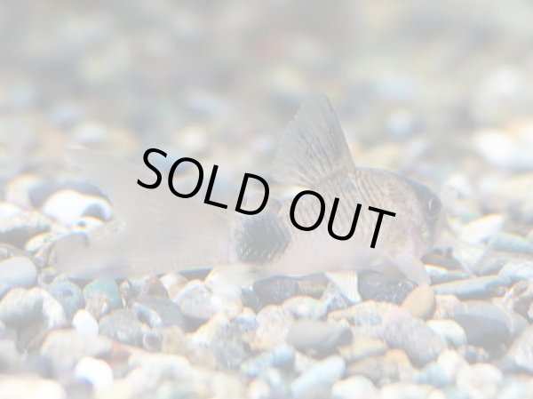 画像2: コリドラス パンダ ロングフィン (2)