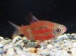 画像3: ディスティコダス ノボリ(7cm±)上物 WILD (3)