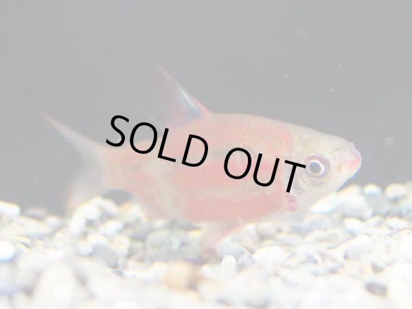 画像3: ディスティコダス ノボリ(7cm±)上物 WILD (3)