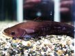 画像2: ワラゴ ミクロポゴン(14cm±)WILD★ (2)