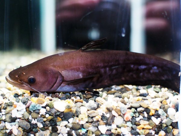 画像1: ワラゴ ミクロポゴン(14cm±)WILD (1)