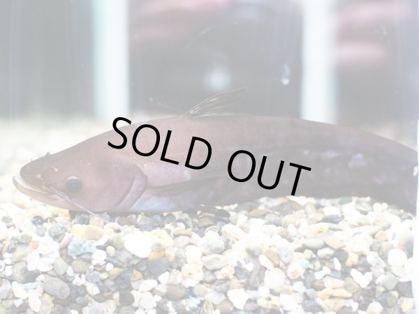 画像2: ワラゴ ミクロポゴン(14cm±)WILD (2)