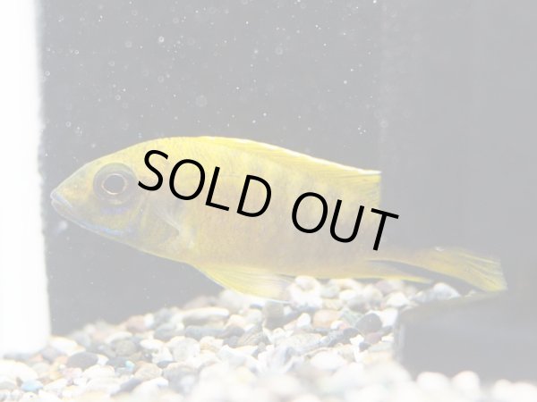 画像3: イエローピーコックシクリッド(7cm±)上物★ (3)