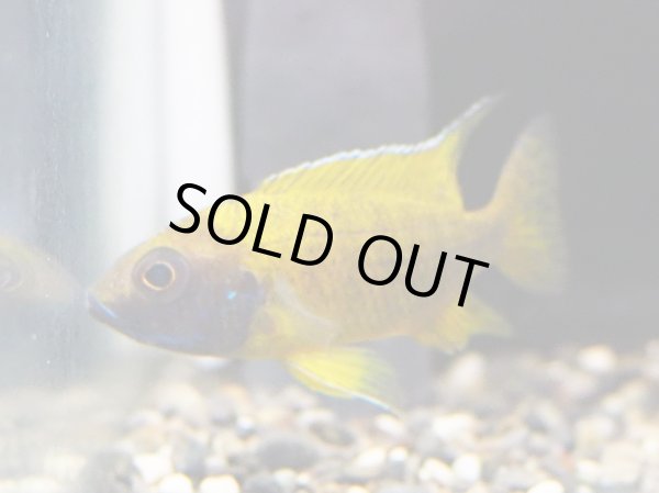 画像3: イエローピーコックシクリッド(7cm±) (3)