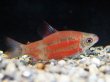 画像1: ディスティコダス ノボリ(7cm±)上物 WILD (1)