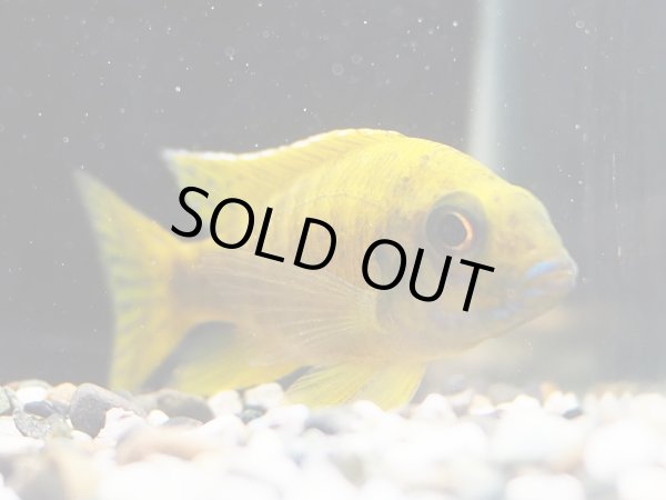 画像2: イエローピーコックシクリッド(7cm±)上物★ (2)