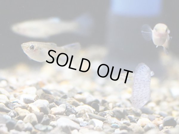 画像2: 国産グッピー ガラスのグラス 1ペア (2)