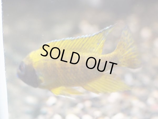 画像2: イエローピーコックシクリッド(7cm±) (2)