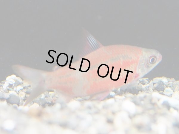 画像2: ディスティコダス ノボリ(7cm±)上物 WILD (2)