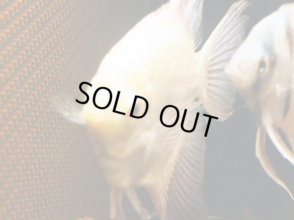 画像2: ブルガリアンシールポイントエンゼルフィッシュ(7cm±) (2)