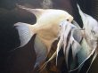 画像1: ブルガリアンシールポイントエンゼルフィッシュ(7cm±)★ (1)