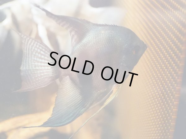 画像2: ブラックアバターブルーエンゼルフィッシュ(7cm±) (2)