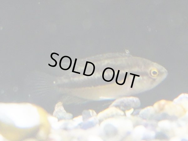 画像3: ナンナカラ アノマラ 1ペア 上物 EUブリード (3)