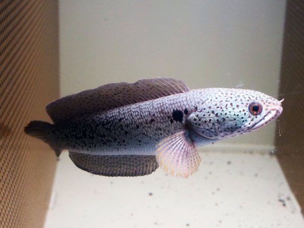 画像3: チャンナ バルカ(20cm±)WILD★ (3)