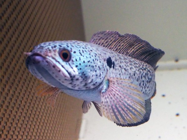 画像2: チャンナ バルカ(20cm±)WILD★ (2)