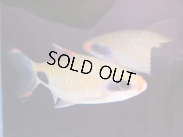 画像2: マスカラバルブ(7cm±) (2)