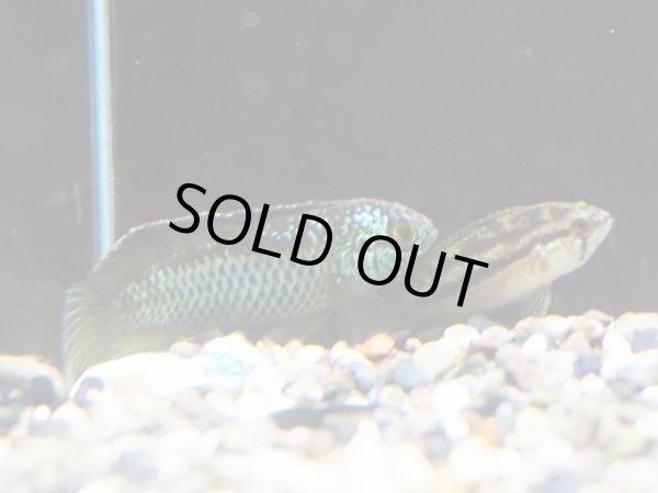 画像2: ナンナカラ アノマラ 1ペア 上物 EUブリード (2)