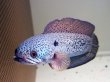 画像1: チャンナ バルカ(20cm±)WILD★ (1)