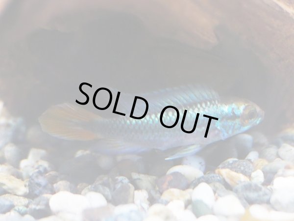 画像2: アピストグラマ アガシジィ ブルーフレーム オスのみ EUブリード (2)