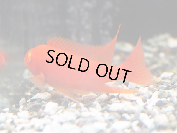 画像2: アルビノストロベリーピーコックシクリッド(7cm±)上物 (2)