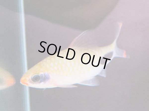 画像3: マスカラバルブ(7cm±) (3)