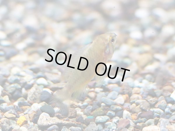 画像2: アピストグラマ ボレリー レッドマスク メスのみ ブリード (2)