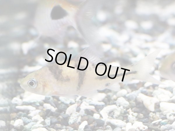 画像4: ポストフィッシュ(4cm±) (4)