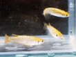画像3: 金塊メダカ 1ペア (3)