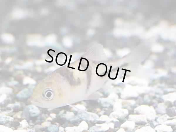 画像2: ポストフィッシュ(4cm±) (2)