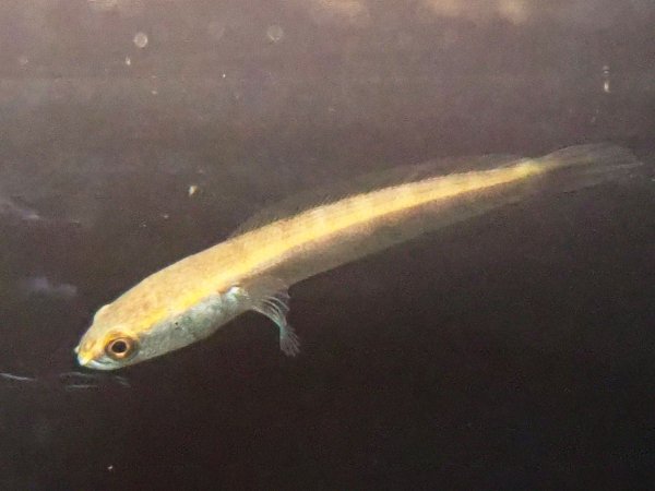 画像1: チャンナ マルリオイデス イエローセンタルン(4cm±)WILD (1)