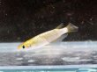 画像4: 金塊メダカ 1ペア (4)