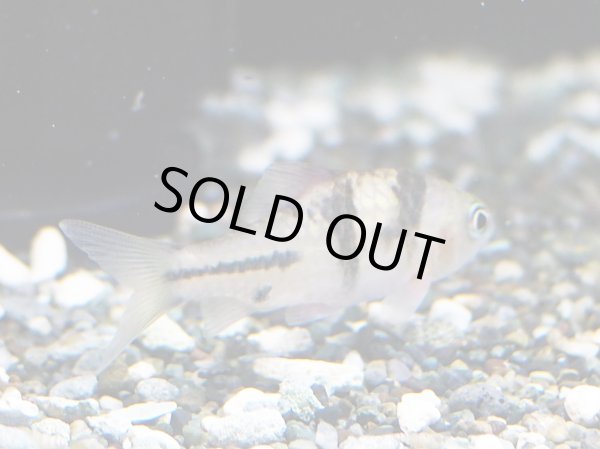 画像3: ポストフィッシュ(4cm±) (3)